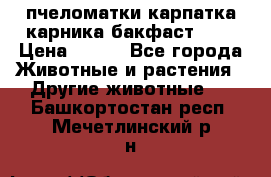 пчеломатки карпатка карника бакфаст F-1 › Цена ­ 800 - Все города Животные и растения » Другие животные   . Башкортостан респ.,Мечетлинский р-н